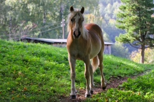 osteochondróza koně