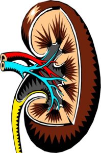 glomerulonefritida